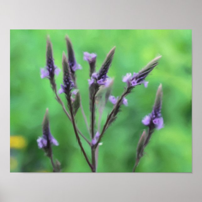 Póster Pintura de foto de Purple Vervain Wildflower (Frente)