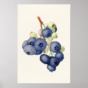 Póster Pintura de frutas con arándanos (Vaccinium Corymbo