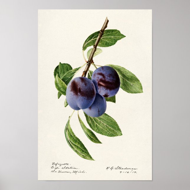 Póster Pintura de frutas de ciruelas azules (Prunus Domes (Frente)
