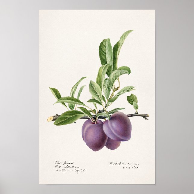 Póster Pintura de frutas de ciruelas púrpuras (Prunus Dom (Frente)