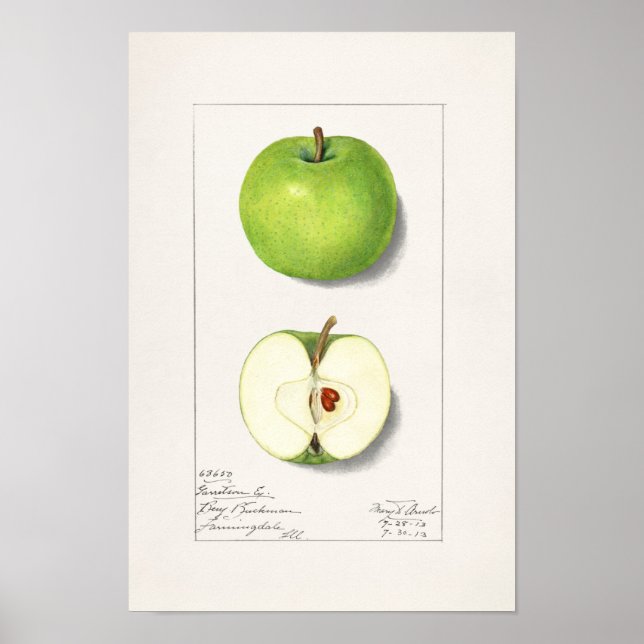 Póster Pintura de frutas de manzanas verdes (Malus Domest (Frente)