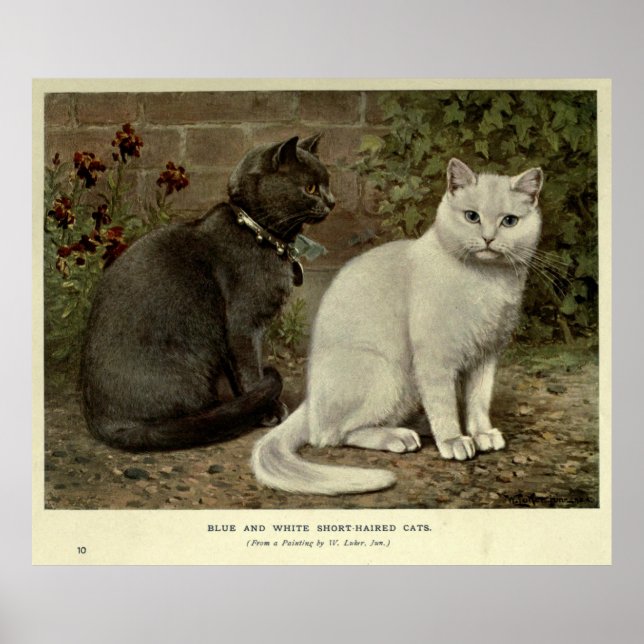Póster Pintura de gato blanco y gris de época (Frente)