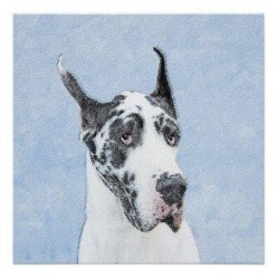 Póster Pintura de Great Dane (Harlequin) - Arte original 