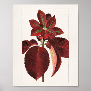 Póster Pintura de hojas de Chokecherry (Prunus virginiana