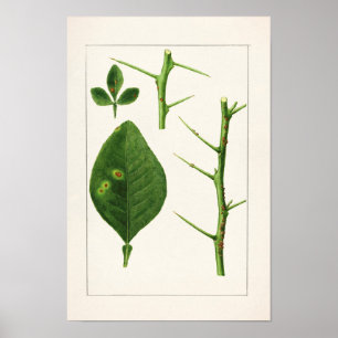 Póster Pintura de hojas naranjas (Poncirus Trifoliata)