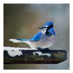 Póster Pintura de Jay azul - Arte de pájaro original