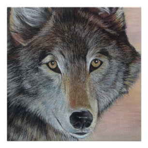 Póster pintura de la fauna del lobo gris