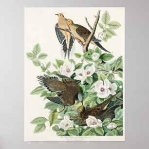 Póster Pintura de la paloma de la mañana de Audubon Palom