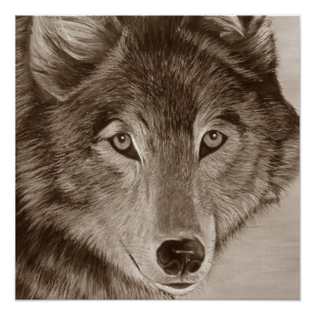 Póster pintura de la vida salvaje del lobo gris (Anverso)