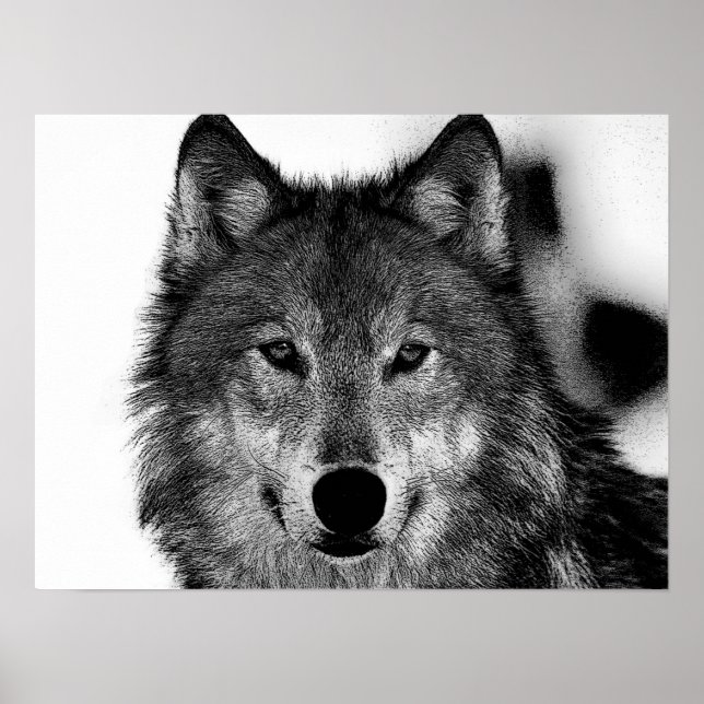 Póster Pintura de Lobo Gris Negro y Blanco (Frente)