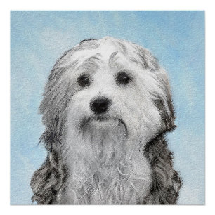 Póster Pintura de Lowchen - Arte de perro original muy li