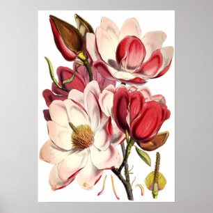 Póster Pintura de Magnolia de época de un botánico britán