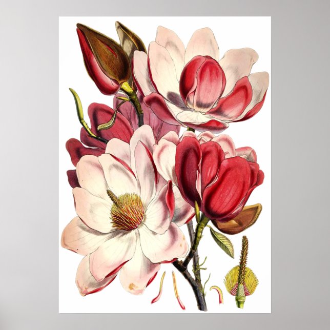 Póster Pintura de Magnolia de época de un botánico britán (Frente)