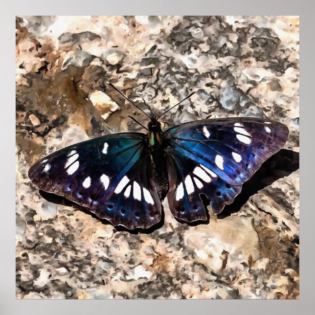 Póster Pintura de mariposa azul del almirante blanco del  (Frente)