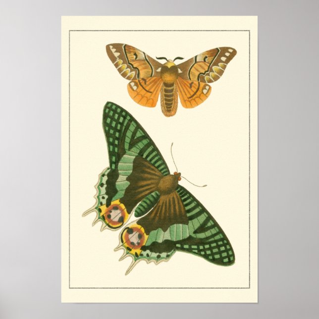 Póster Pintura de mariposa ligeramente bordeada (Frente)