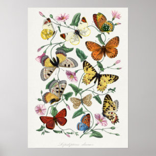 Póster Pintura de mariposas y polillas por Paul Gervais