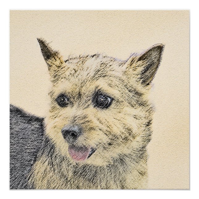 Póster Pintura de Norwich Terrier - Arte de Perro Origina (Anverso)