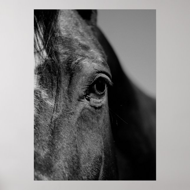 Póster Pintura de ojos de caballo en blanco y negro (Frente)