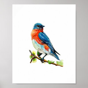 Póster Pintura de pájaro azul oriental al acuarela