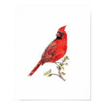 Pintura de pájaro cardenal rojo en acuarela