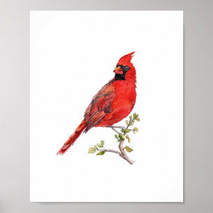Póster Pintura de pájaro cardenal rojo en acuarela