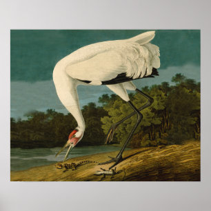Póster Pintura de pájaro de Crane Audubon
