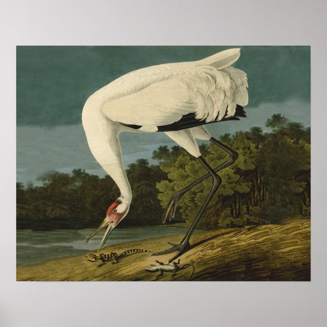 Póster Pintura de pájaro de Crane Audubon (Frente)
