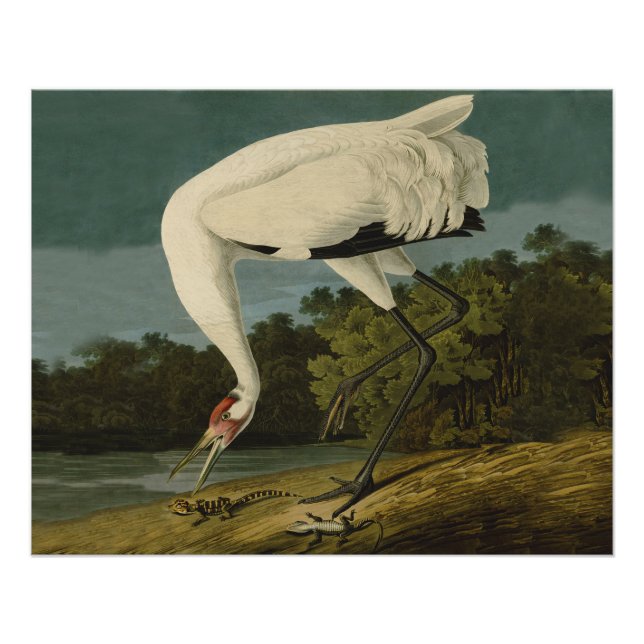 Póster Pintura de pájaro de Crane Audubon (Anverso)