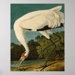 Póster Pintura de pájaro de Crane Audubon