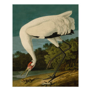 Póster Pintura de pájaro de Crane Audubon