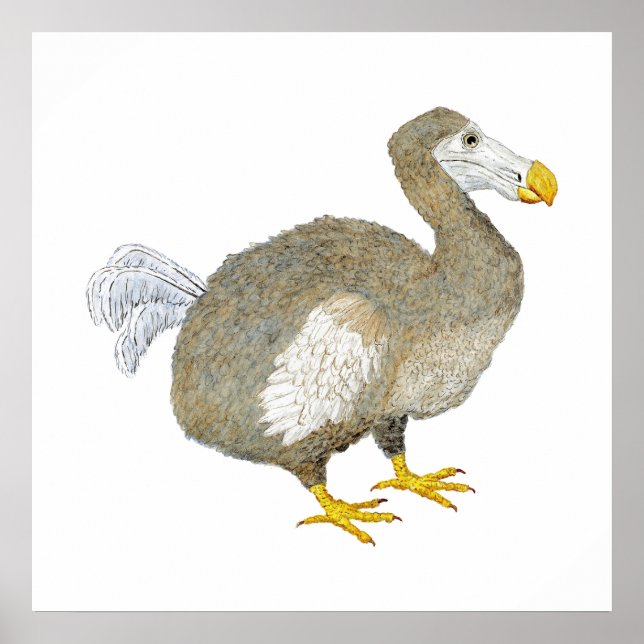 Póster Pintura de pájaro de Dodo (Frente)
