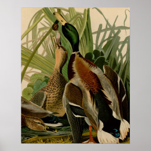 Póster Pintura de pájaro de Mallard Duck Audubon