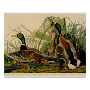Póster Pintura de pájaro de Mallard Duck Audubon