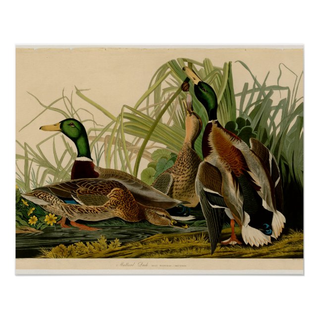 Póster Pintura de pájaro de Mallard Duck Audubon (Anverso)