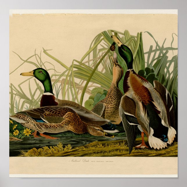 Póster Pintura de pájaro de Mallard Duck Audubon (Frente)