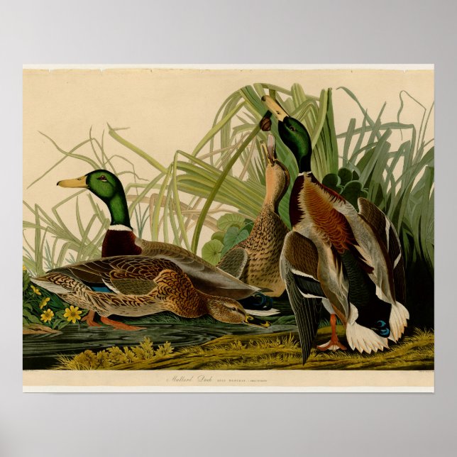 Póster Pintura de pájaro de Mallard Duck Audubon (Frente)