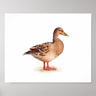 Póster Pintura de pato hembra de ánade real al acuarela
