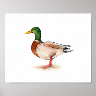 Póster Pintura de pato silbón acuarela
