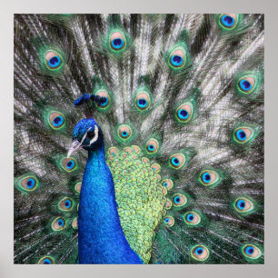Póster Pintura de pavo real esparciendo sus plumas
