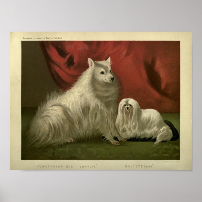 Póster Pintura de perro de pomerania y maltés de época (Frente)