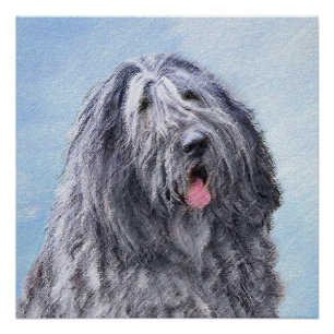 Póster Pintura de perro pastor de Bergamasco - Perro orig