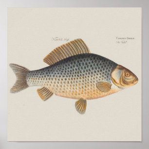 Póster pintura de pesca de carpa dibujo de agua dulce