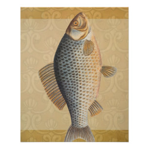 Póster Pintura de pesca de carpa dibujo de agua dulce