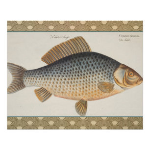 Póster pintura de pesca de carpa dibujo de agua dulce