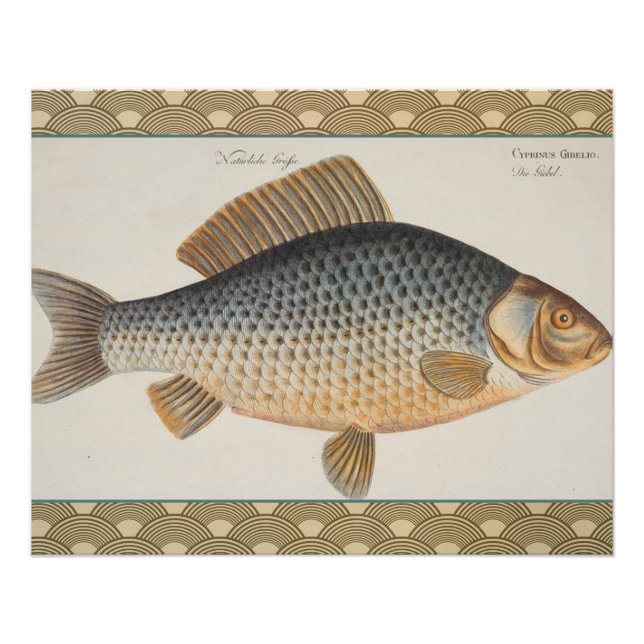 Póster pintura de pesca de carpa dibujo de agua dulce  (Anverso)