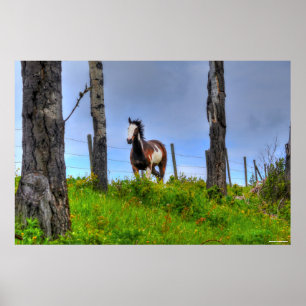Póster Pintura de Pinto, Fenceline & Clouds Ranch Horse P