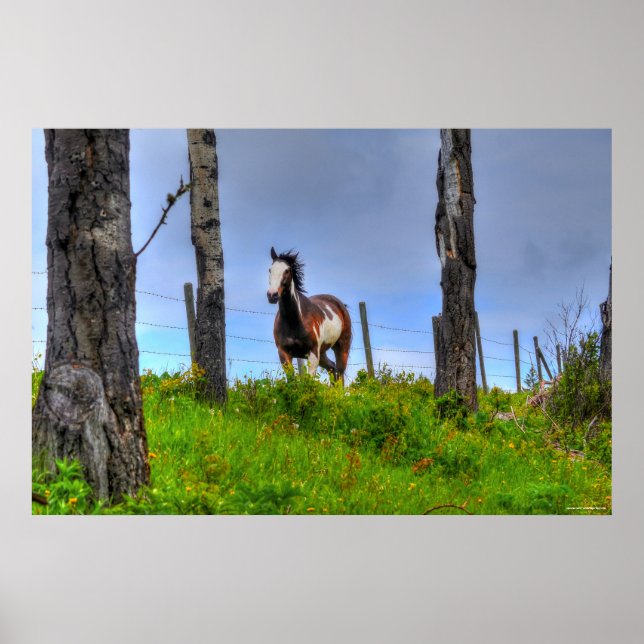 Póster Pintura de Pinto, Fenceline & Clouds Ranch Horse P (Frente)