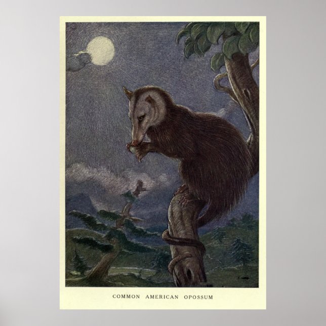 Póster Pintura de Possum vintage (1909) (Frente)