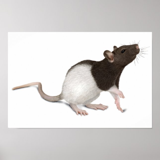 Póster Pintura de rata mascota (Frente)