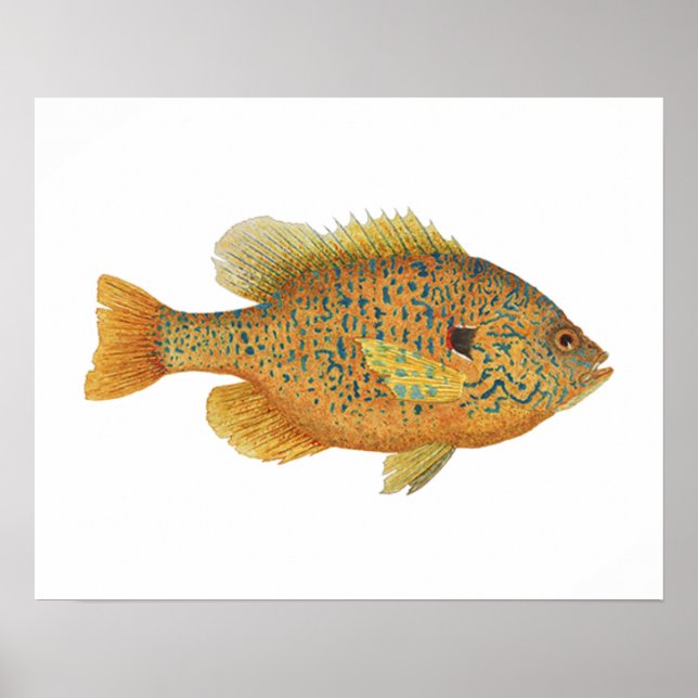 Póster Pintura de semilla de calabaza (Frente)
